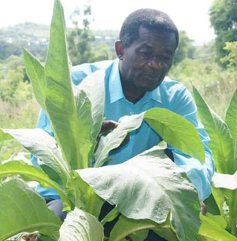 A man inspecting the broad green leaves of tobacco plants in a field.
