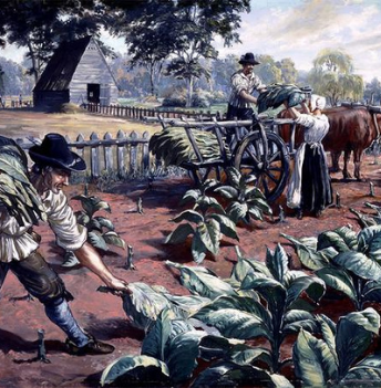 Painting of colonial farmers cutting tobacco and loading the leaves onto an ox cart beside a wooden barn.
